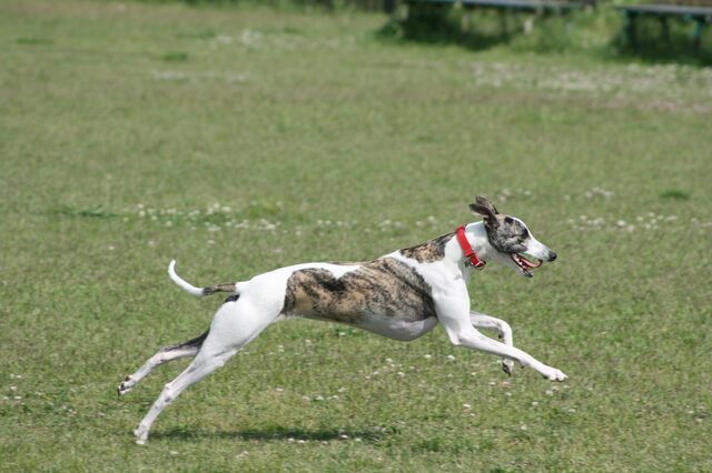 犬の歯磨きの正しい方法とは?嫌がらない方法や適切な頻度を紹介のサムネイル画像
